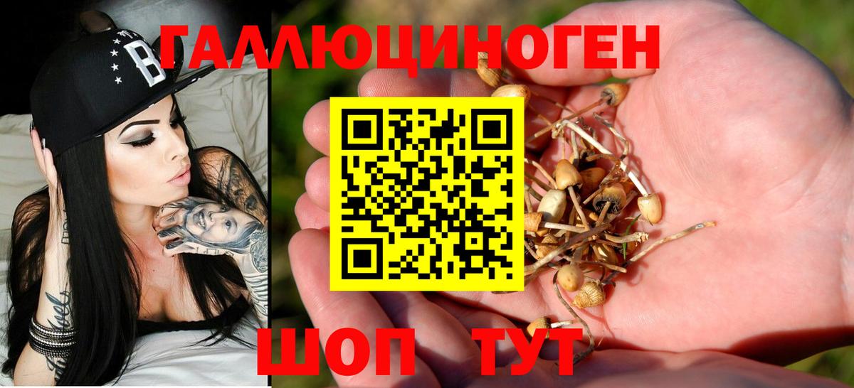 Касимов  Псилоцибиновые грибы Cubensis  Вход с VPN 